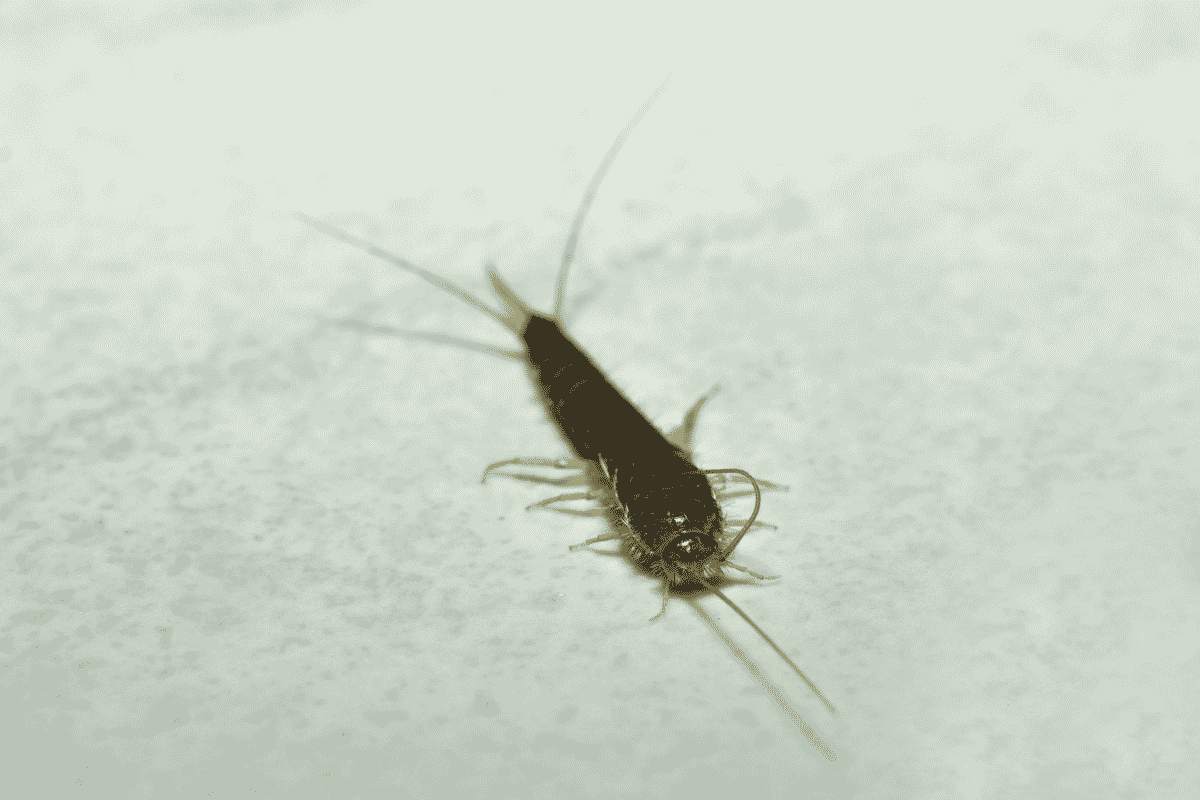 Pest Control: What is the best way to get rid of a silverfish