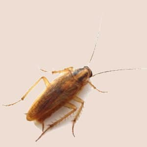 cockroach commercial pest control