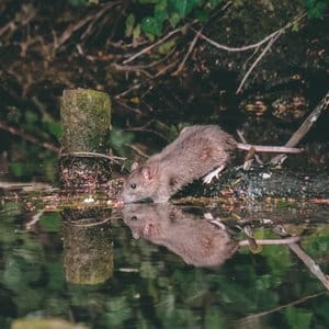 rat residential pest control