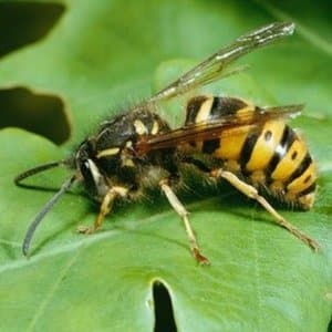 wasp commercial pest control