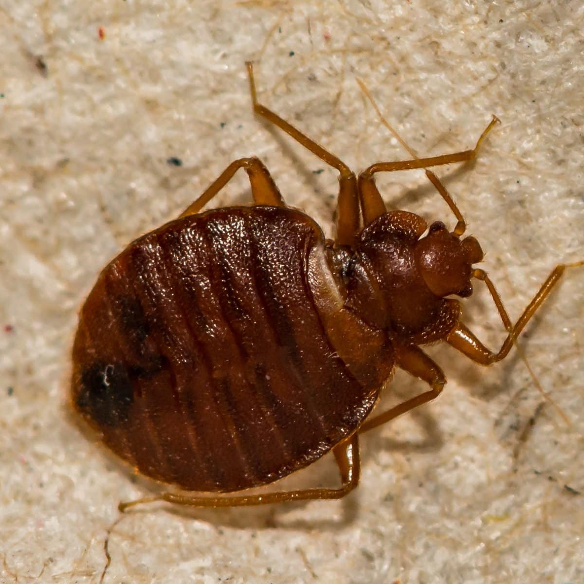 bedbug commercial pest control