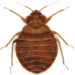 bed-bugs-Ireland