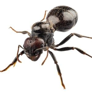 black-ant-control-solution