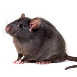 Rat Control Solution - Black Rat