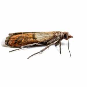 Moth Pest Control