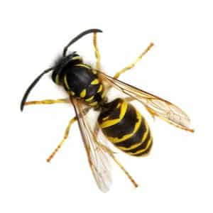 Wasps-Nest-Pest-Control