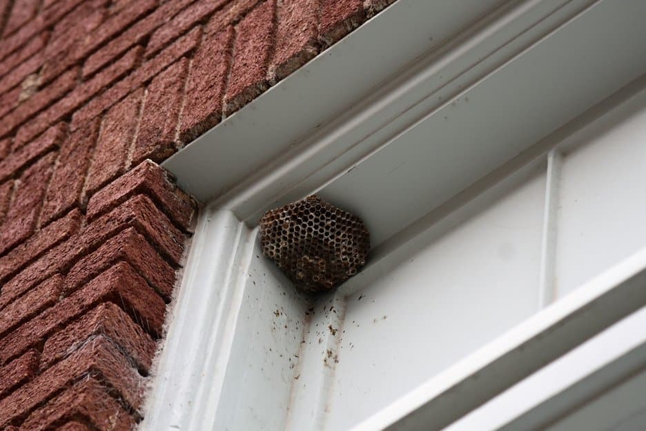 Wasps-Nest-Wasp-Nest-Removal