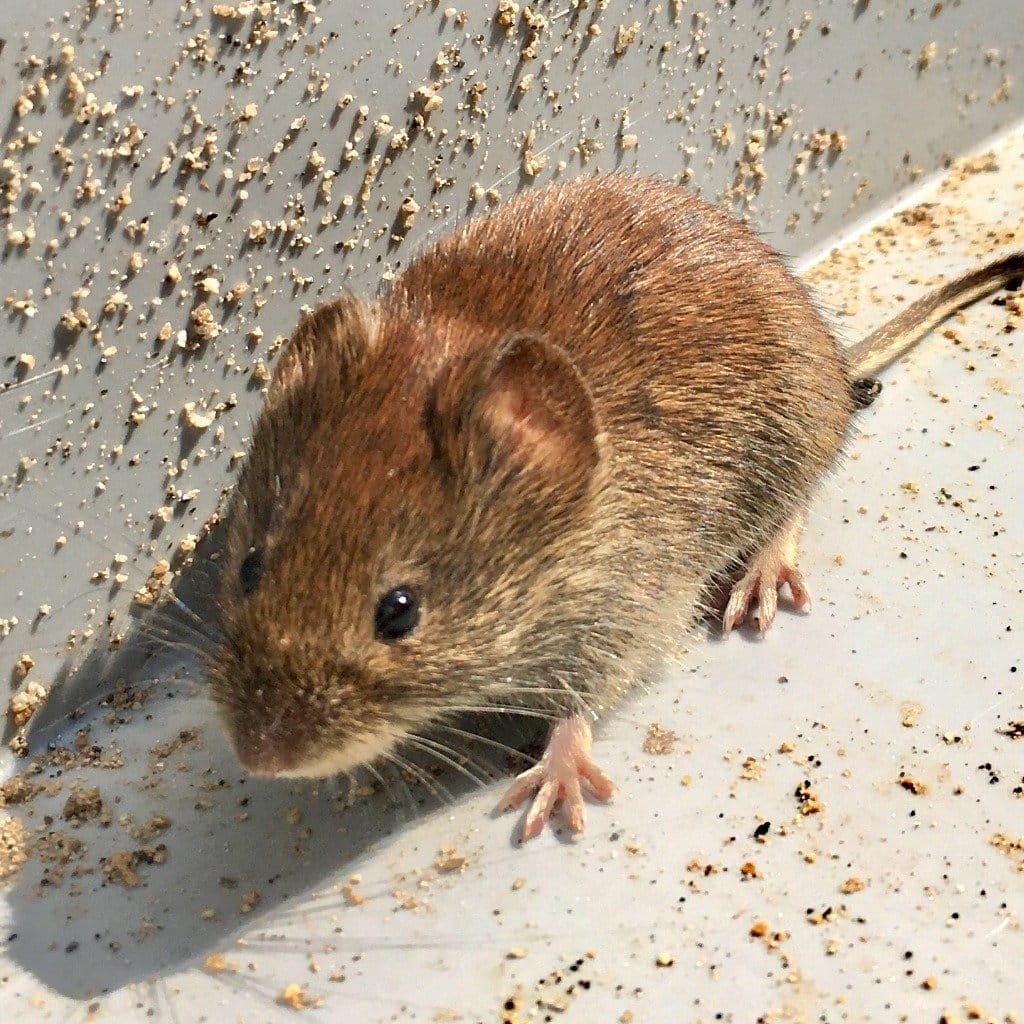 mouse residential pest control