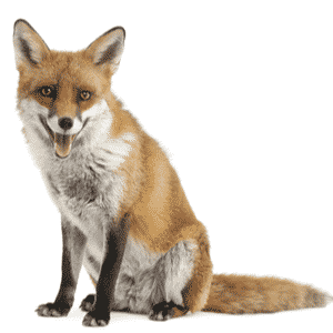 fox-control