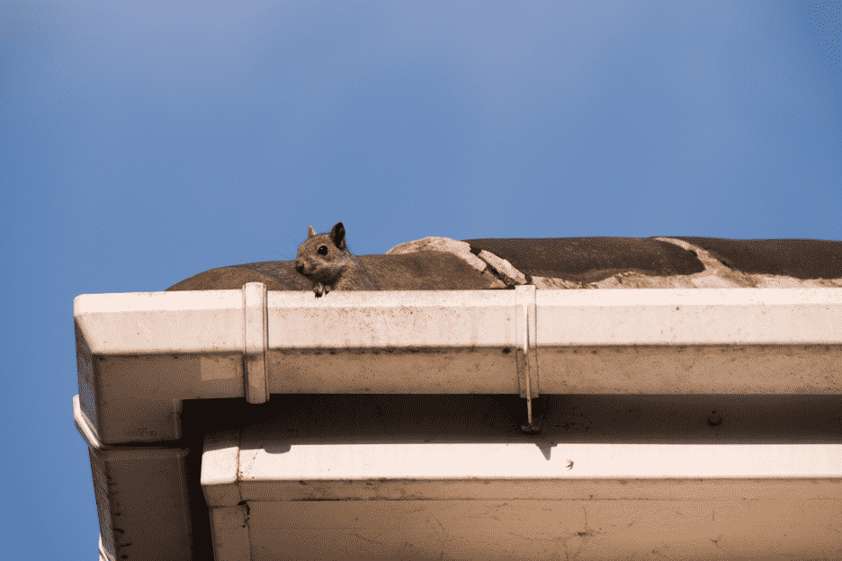 grey-squirrel-on-roof-squirrel-pest-control