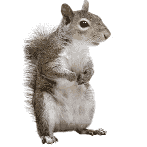 grey-squirrel-control-solutions