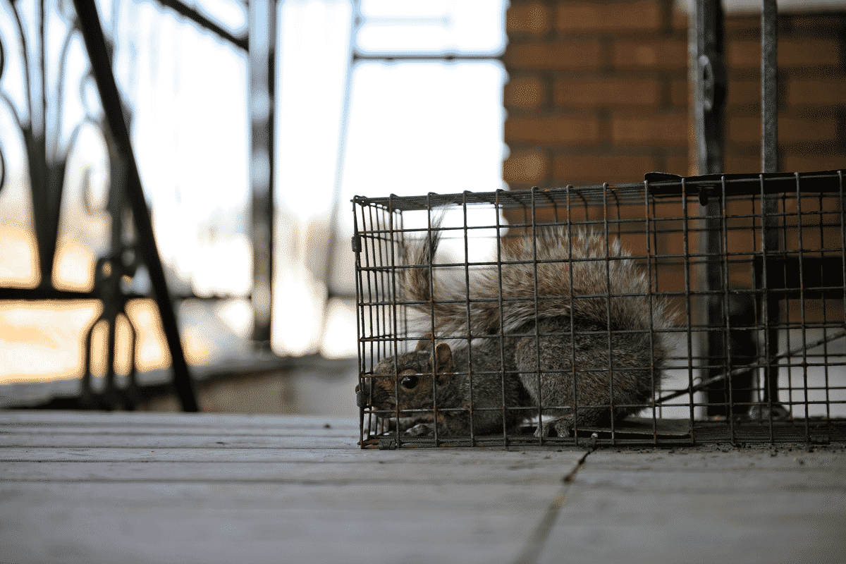 wildlife-management-squirrel-humane-trap