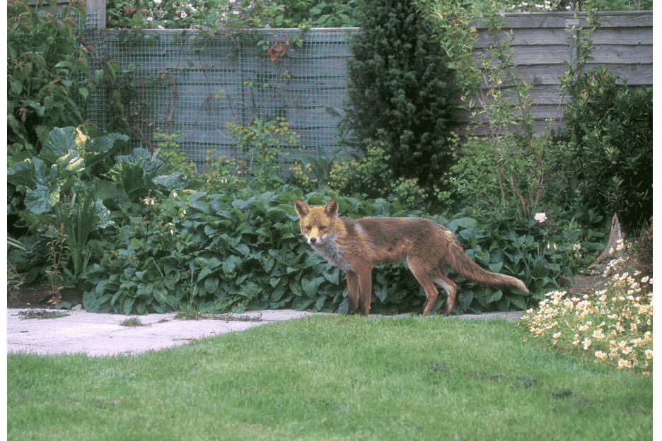Fox Pest Control Urban Fox in Garden Ireland