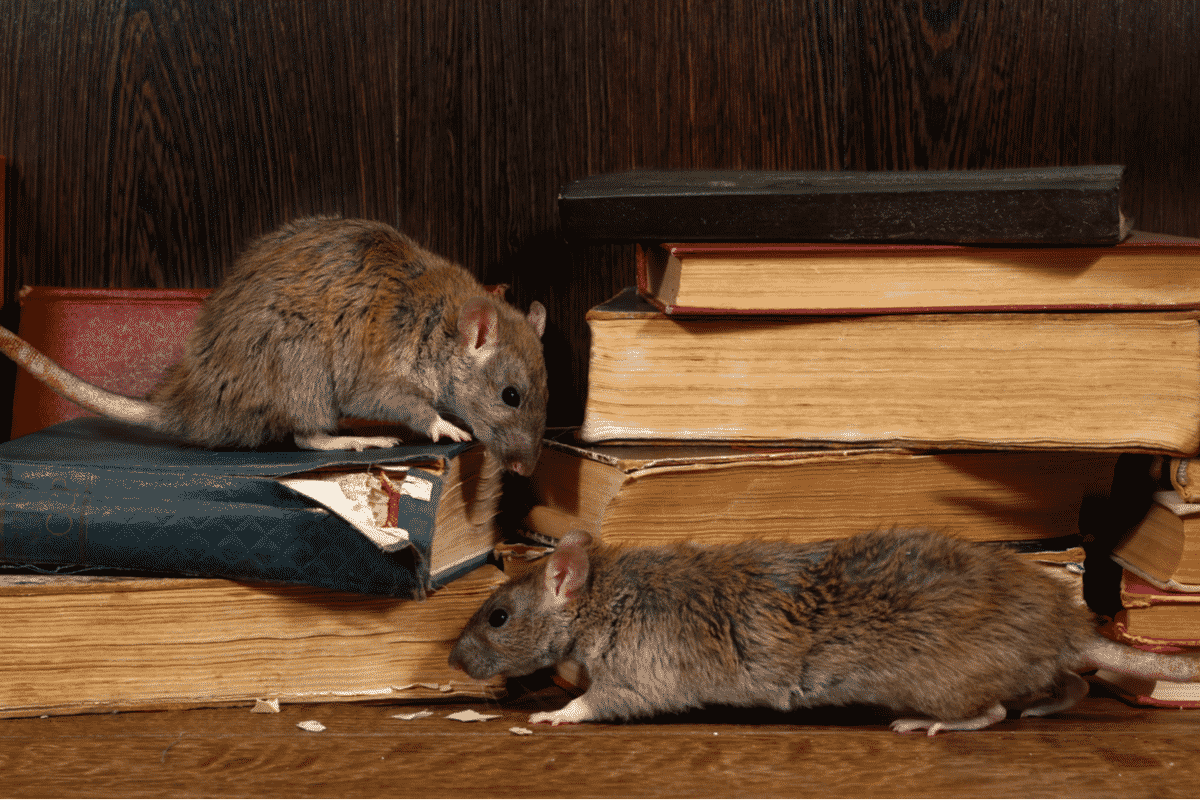 getting-rid-of-rats