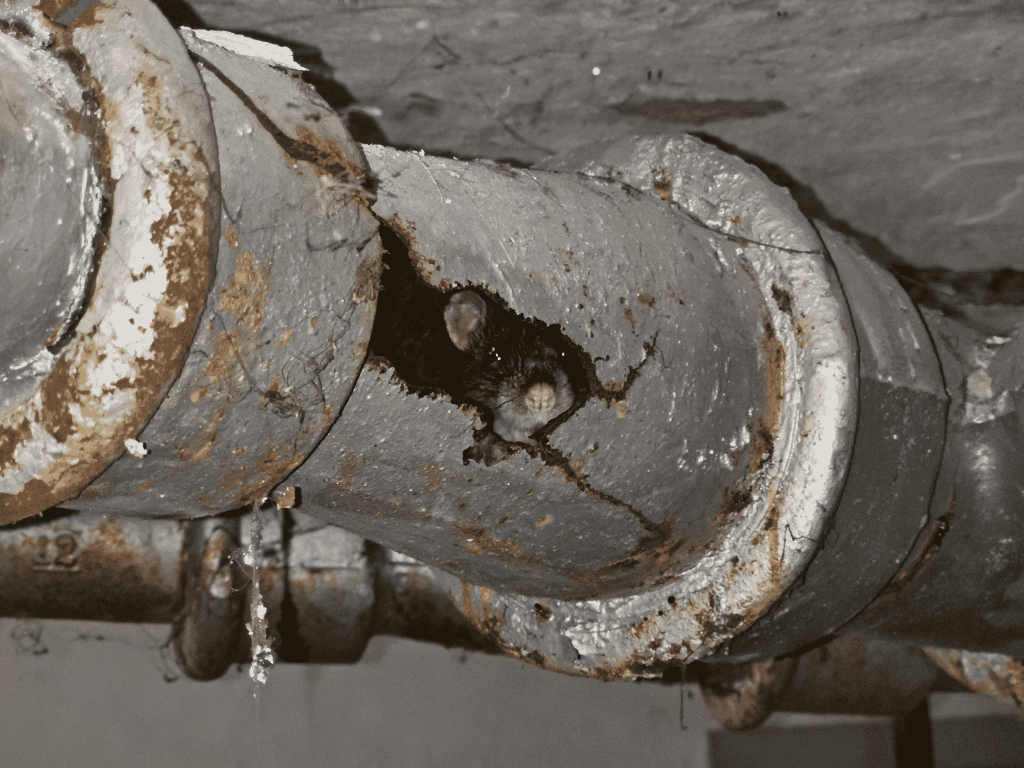 rat-in-broken-drain-survey