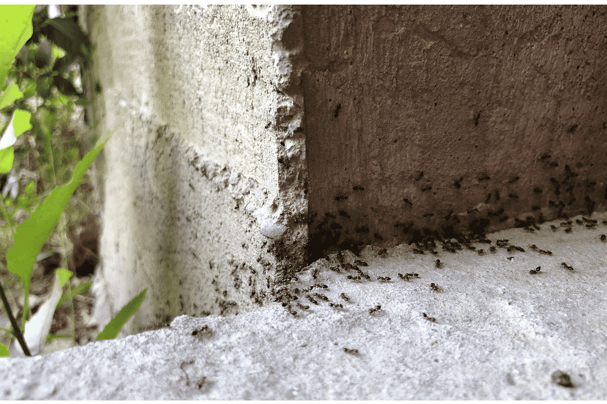 ant-pest-control-
