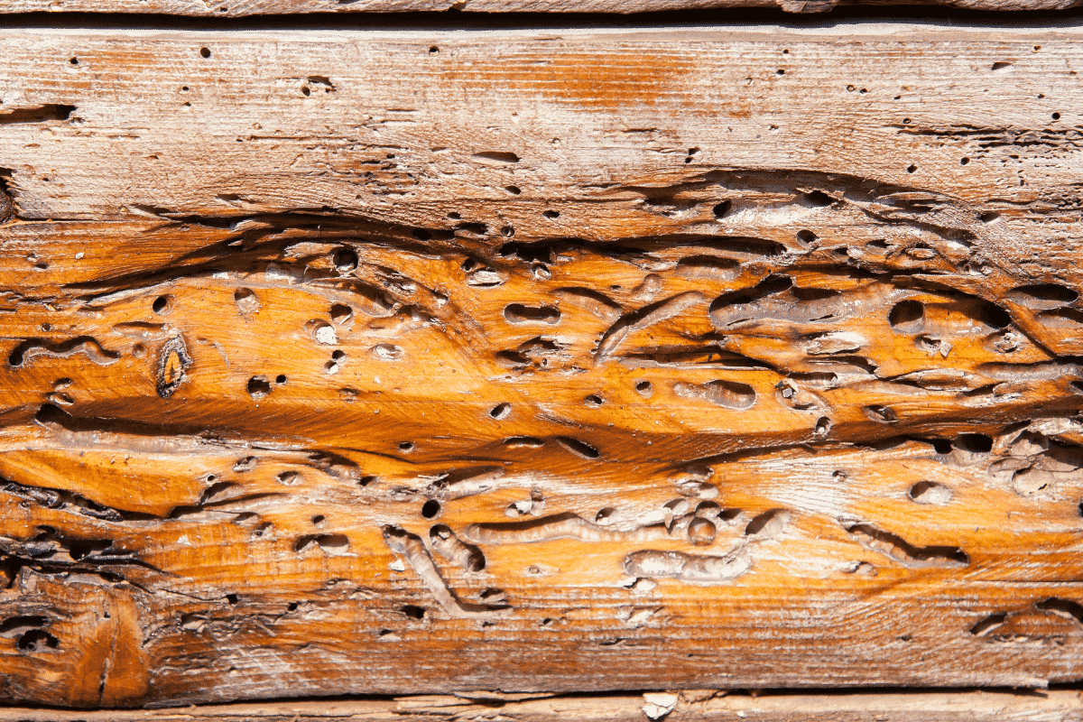woodworm-infestation-on-floor