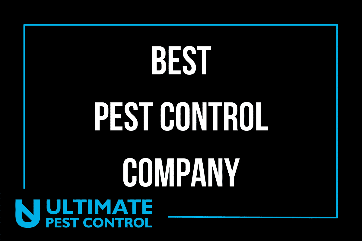 best-pest-control
