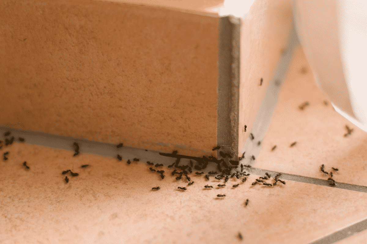 ant-season