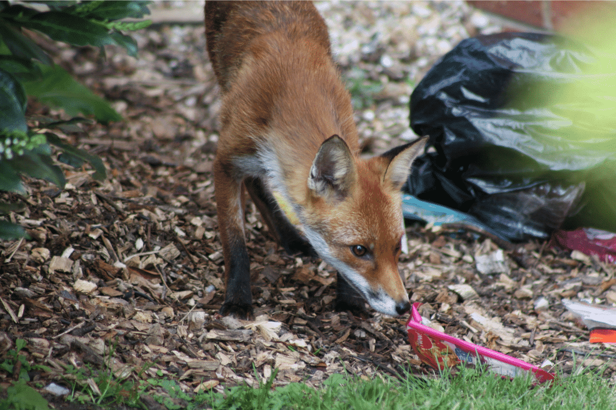 fox-in-garden