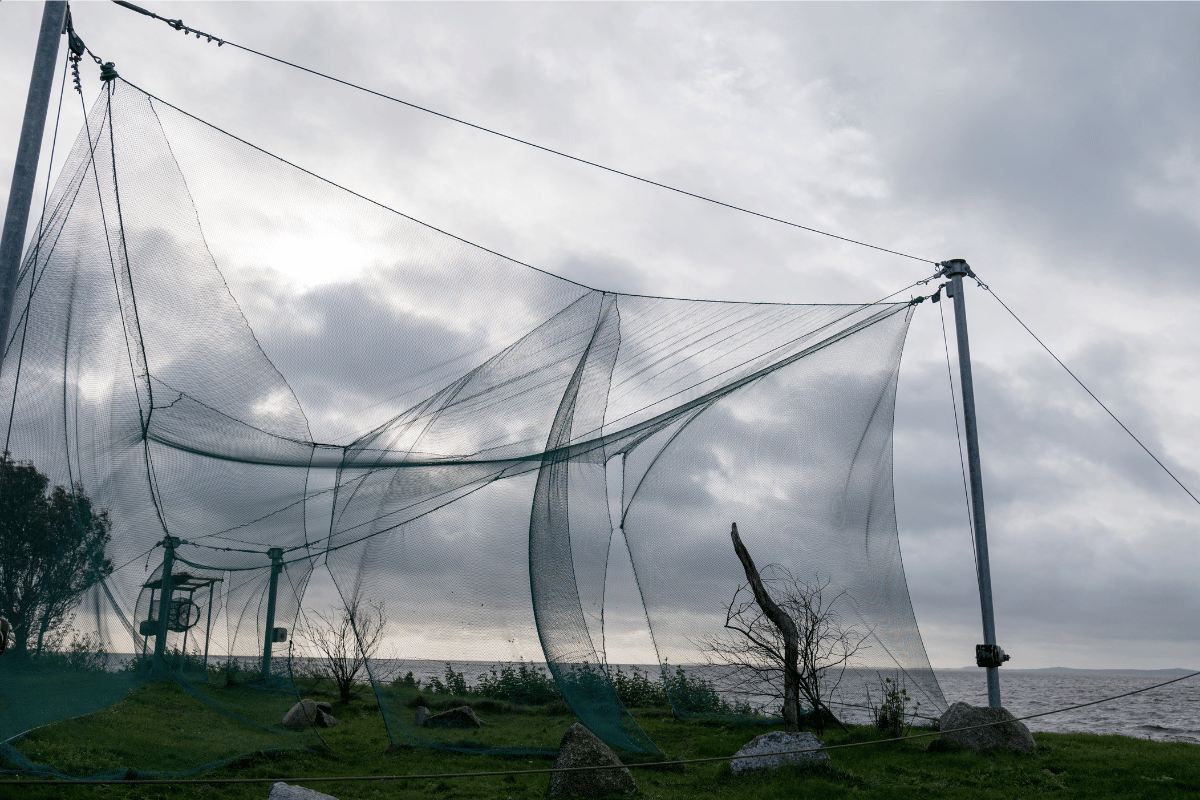 bird-netting