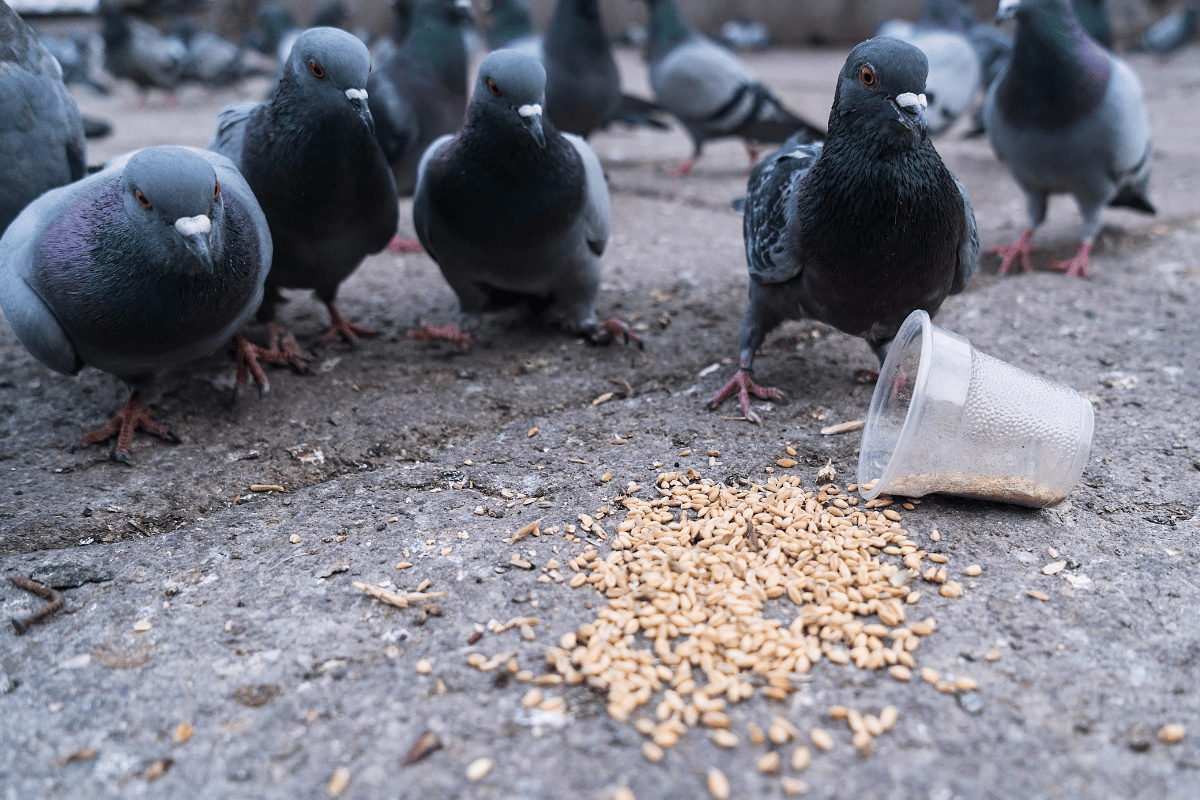 pigeon-infestation